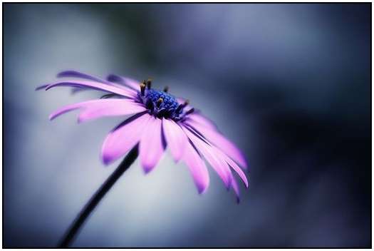 Flower-Photography-20