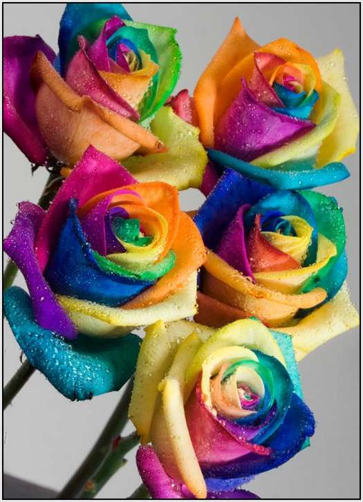 Bouquets-Unveiling-of-the-Brand-Happy-Roses-2