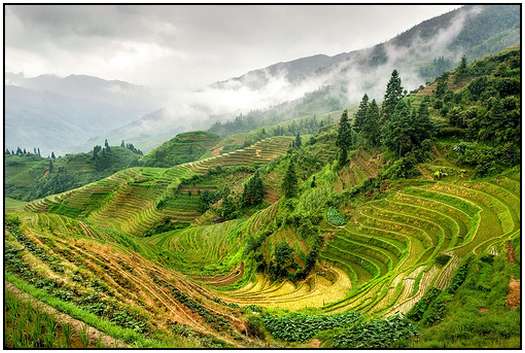 Remarkable Architecture of Rice Fields Architecture-of-Rice-Fields-1