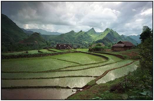 Architecture-of-Rice-Fields-10