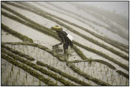 Architecture-of-Rice-Fields-13