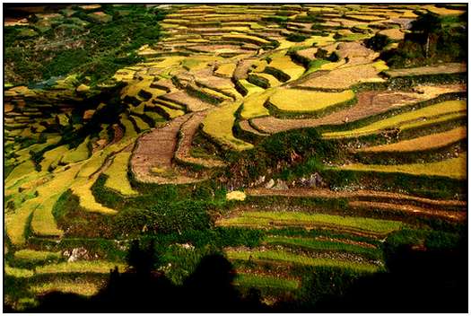 Remarkable Architecture of Rice Fields Architecture-of-Rice-Fields-16