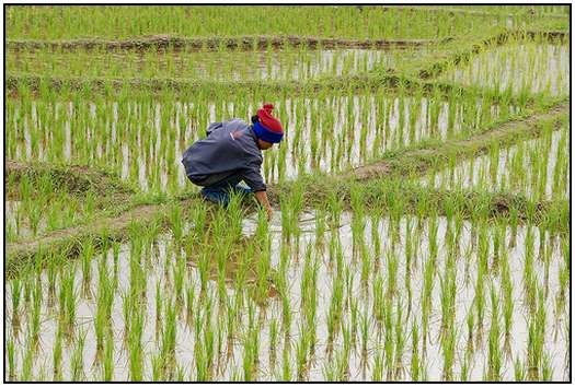 Architecture-of-Rice-Fields-17 Architecture-of-Rice-Fields-17
