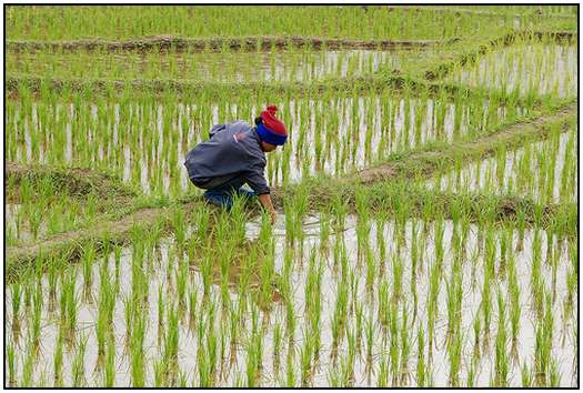 Architecture-of-Rice-Fields-17