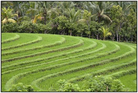 Architecture-of-Rice-Fields-18