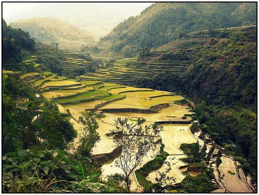 Architecture-of-Rice-Fields-19 Architecture-of-Rice-Fields-19
