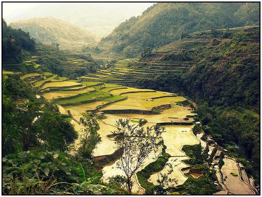 Architecture-of-Rice-Fields-19