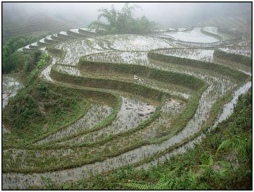 Architecture-of-Rice-Fields-2