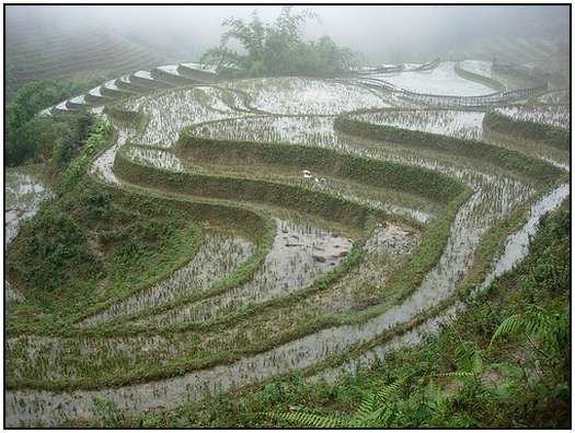 Architecture-of-Rice-Fields-2 Architecture-of-Rice-Fields-2