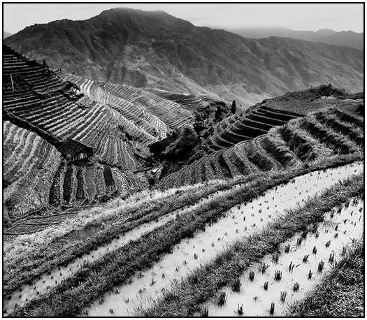 Architecture-of-Rice-Fields-20