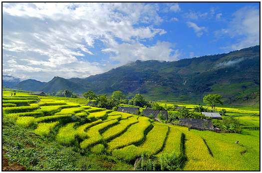 Architecture-of-Rice-Fields-4