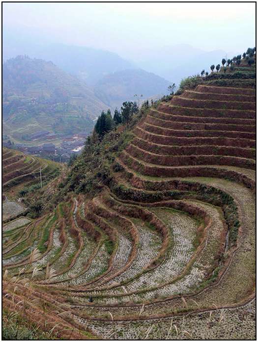 Architecture-of-Rice-Fields-5