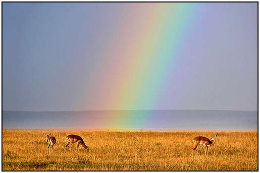 Kenya, Experience the Beauty of the Natural Diversity Beauty-of-Kenya-8