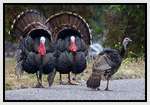Fun-and-Interesting-Thanksgiving-Facts