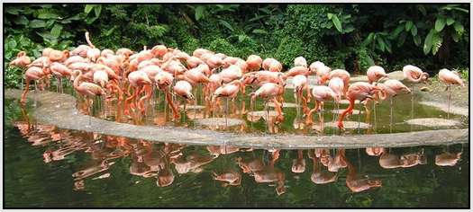 Singapore-Jurong-Bird-Park