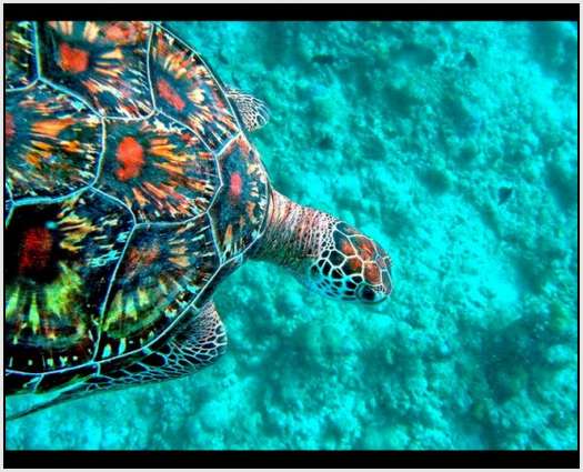 The-Maldives-9