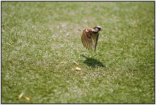 Beautiful-Examples-Of-Animals-Photography-20