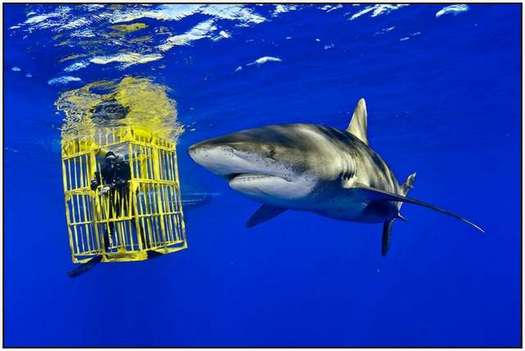 Beauty-of-Underwater-World-and-Wildlife-32