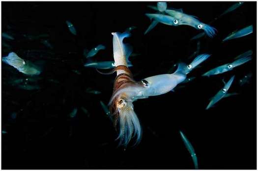 Beauty-of-Underwater-World-and-Wildlife-5