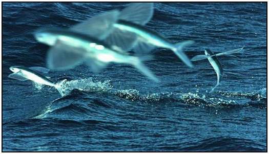 Flying-Fish/Flying-Fish-1