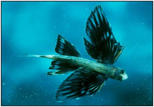 Flying-Fish-2