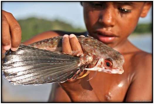 Flying-Fish/Flying-Fish