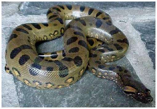 largest anaconda in world. The Green Anaconda is a