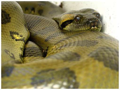 Green-Anaconda-2