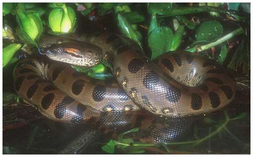 Green-Anaconda-3