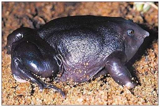 One-of-The-Rarest-Frogs-in-The-World-1