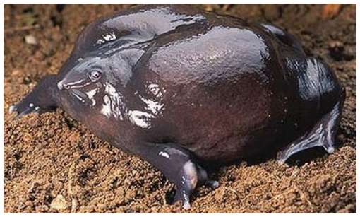 One-of-The-Rarest-Frogs-in-The-World-2