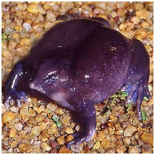 One-of-The-Rarest-Frogs-in-The-World-3