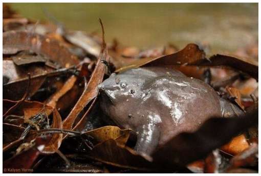 One-of-The-Rarest-Frogs-in-The-World-4