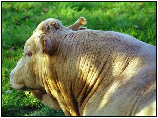 Photographing-Animals-by-Olga-Samuels-23