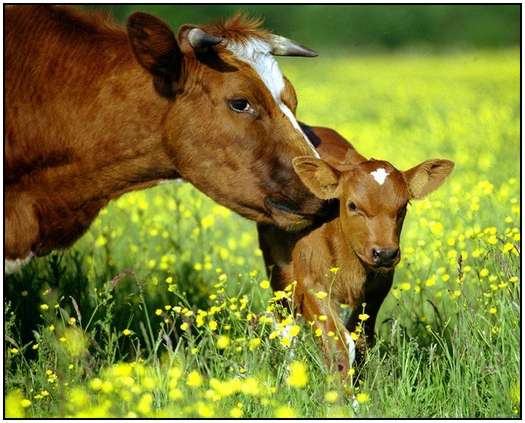 Photographing-Animals-by-Olga-Samuels-24