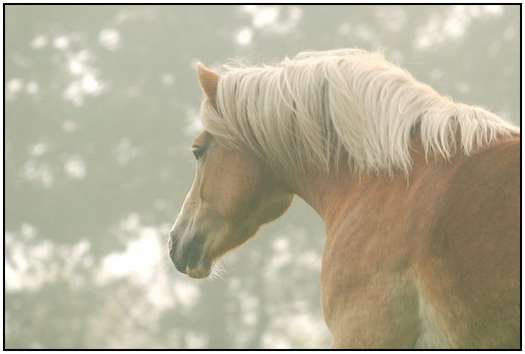 Photographing-Animals-by-Olga-Samuels-25