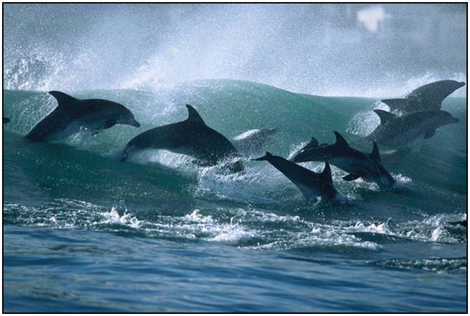 Photography-Of-Dolphins-11