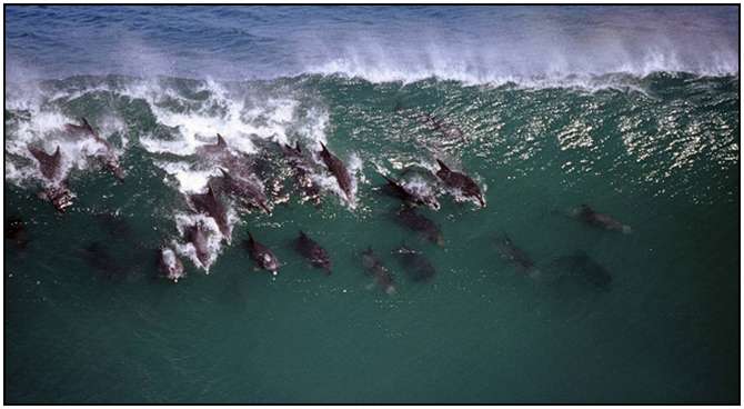 Photography-Of-Dolphins-13