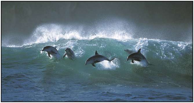 Photography-Of-Dolphins-8