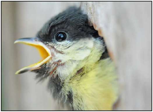 Incredible Photos of Birds Photos-of-Birds-1