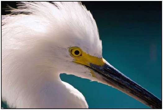 Incredible Photos of Birds Photos-of-Birds-3