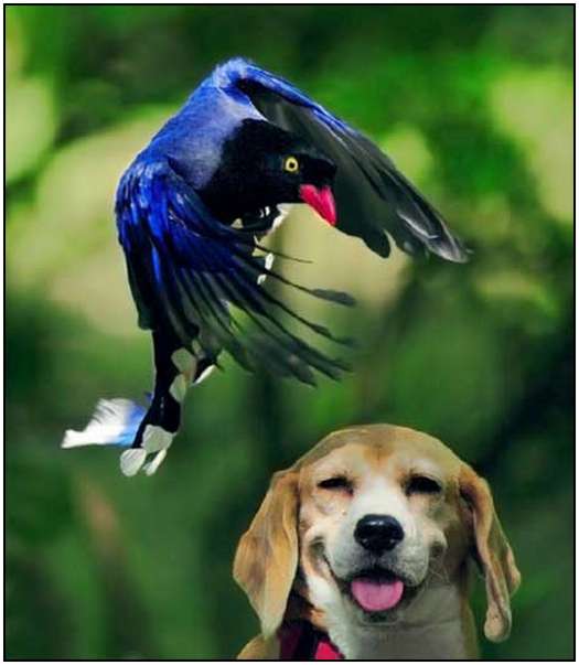 Photos-of-Birds-5 Photos-of-Birds-5