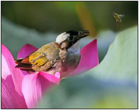 Photos-of-Birds-8 Photos-of-Birds-8