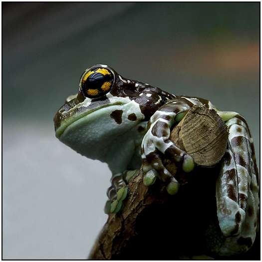 Photos-of-Frogs-19