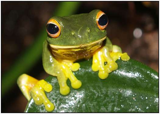 Photos-of-Frogs-2