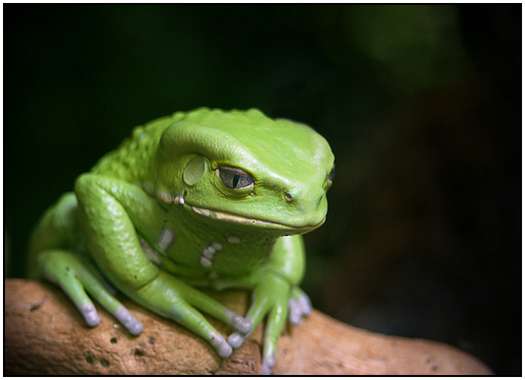 Photos-of-Frogs-20