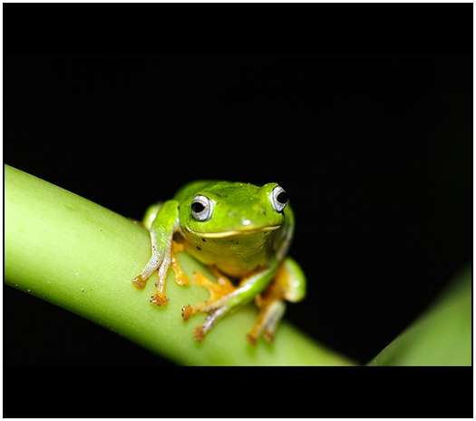 Photos-of-Frogs-3