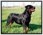 Rottweilers