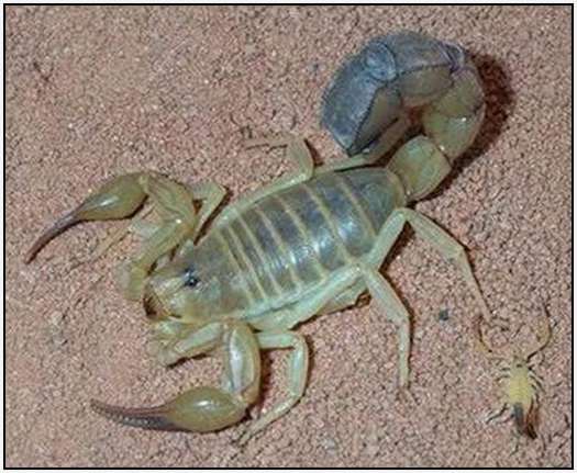 Small-Scorpions-Develop-in-Eggs-7