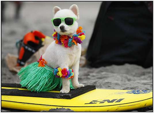 dog surfer